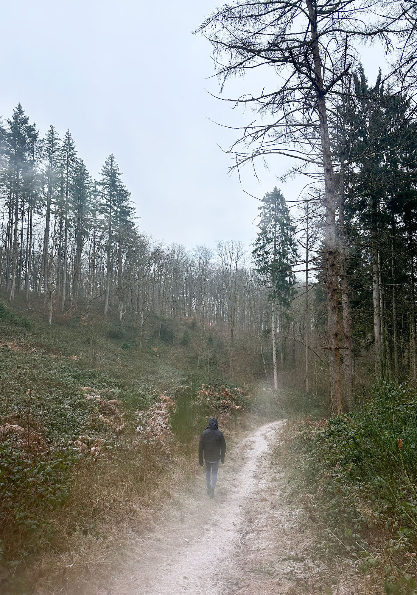 foret 2